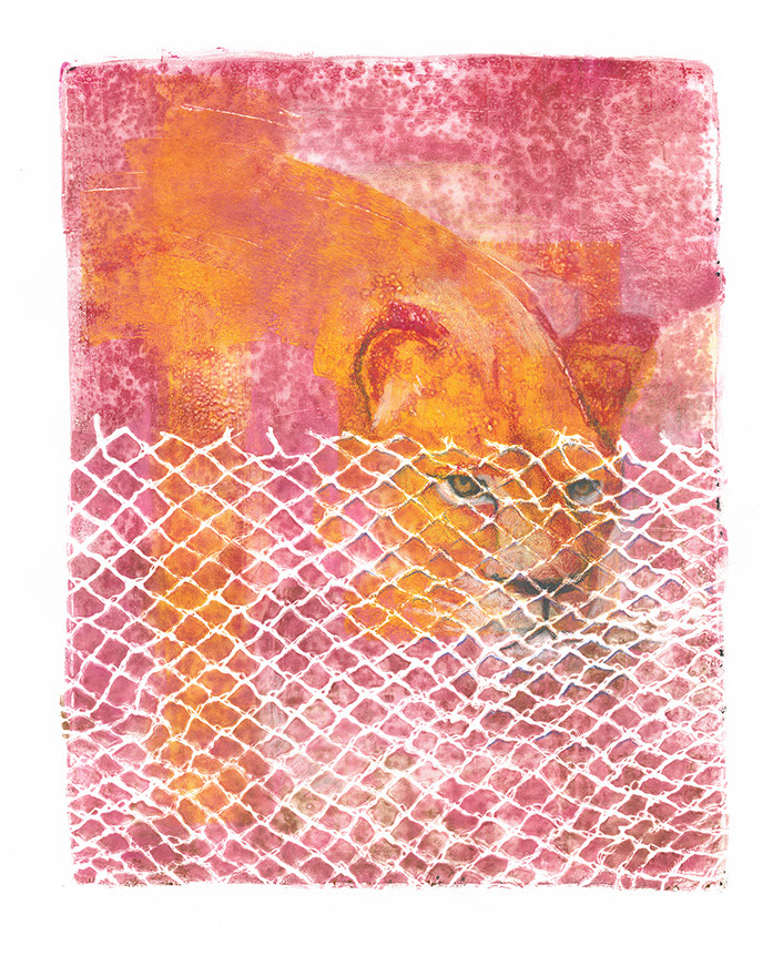 Leeuw in dierentuin monotype pink orange minimal colourful drawing Dutch art gelliprint 